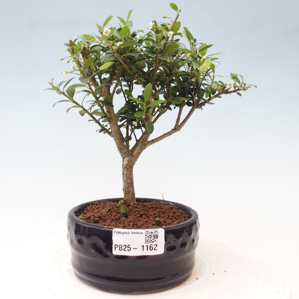 Pokojová bonsai - Ilex crenata - Cesmína