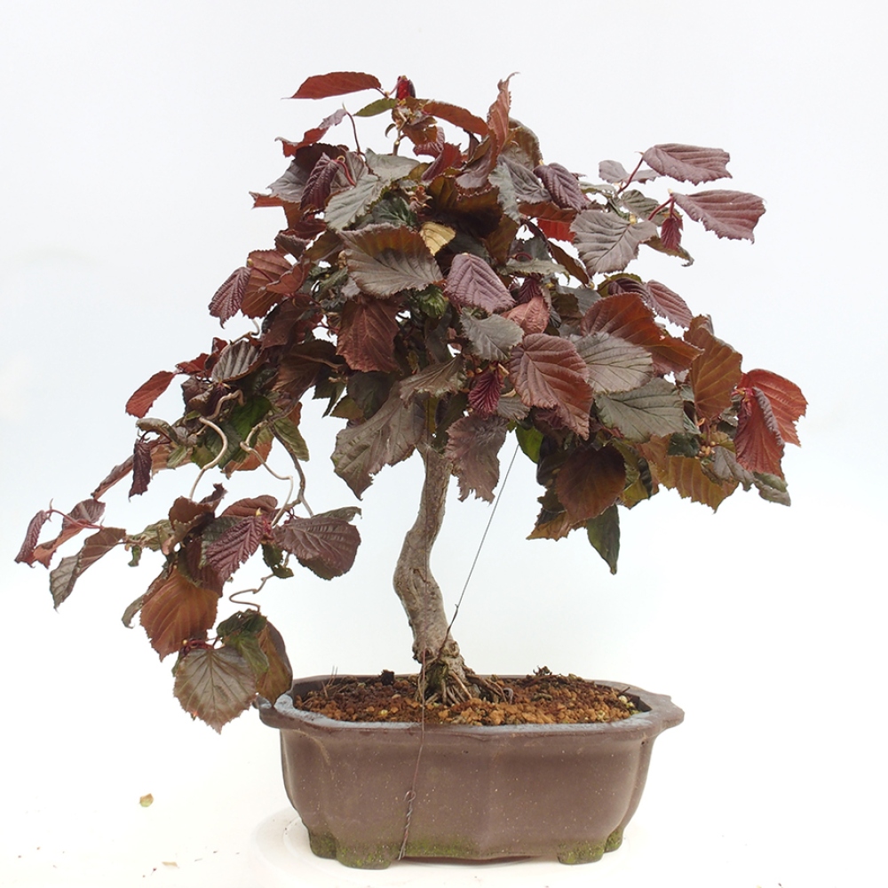 Venkovní bonsai - Corylus Avellana Red Majestic - Líska obecná