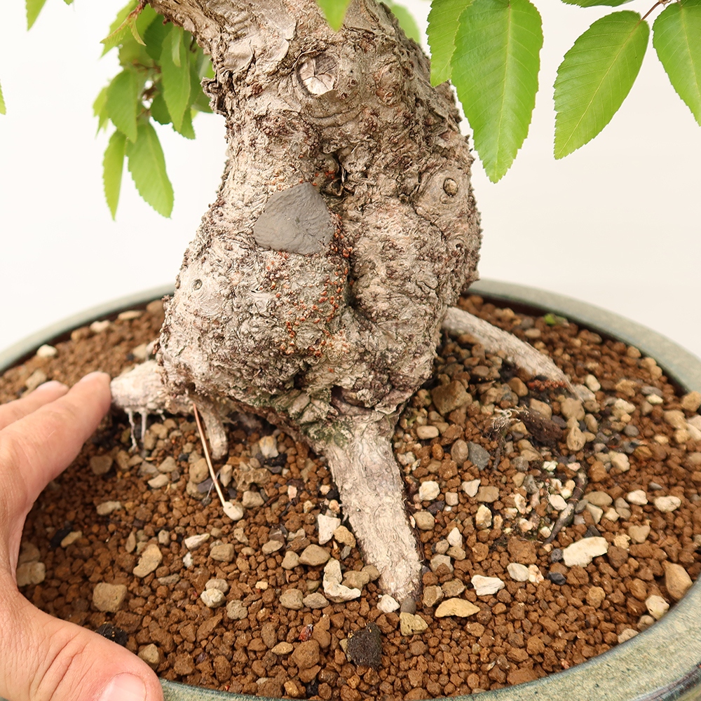 Venkovní bonsai -Carpinus Coreana - Habr korejský