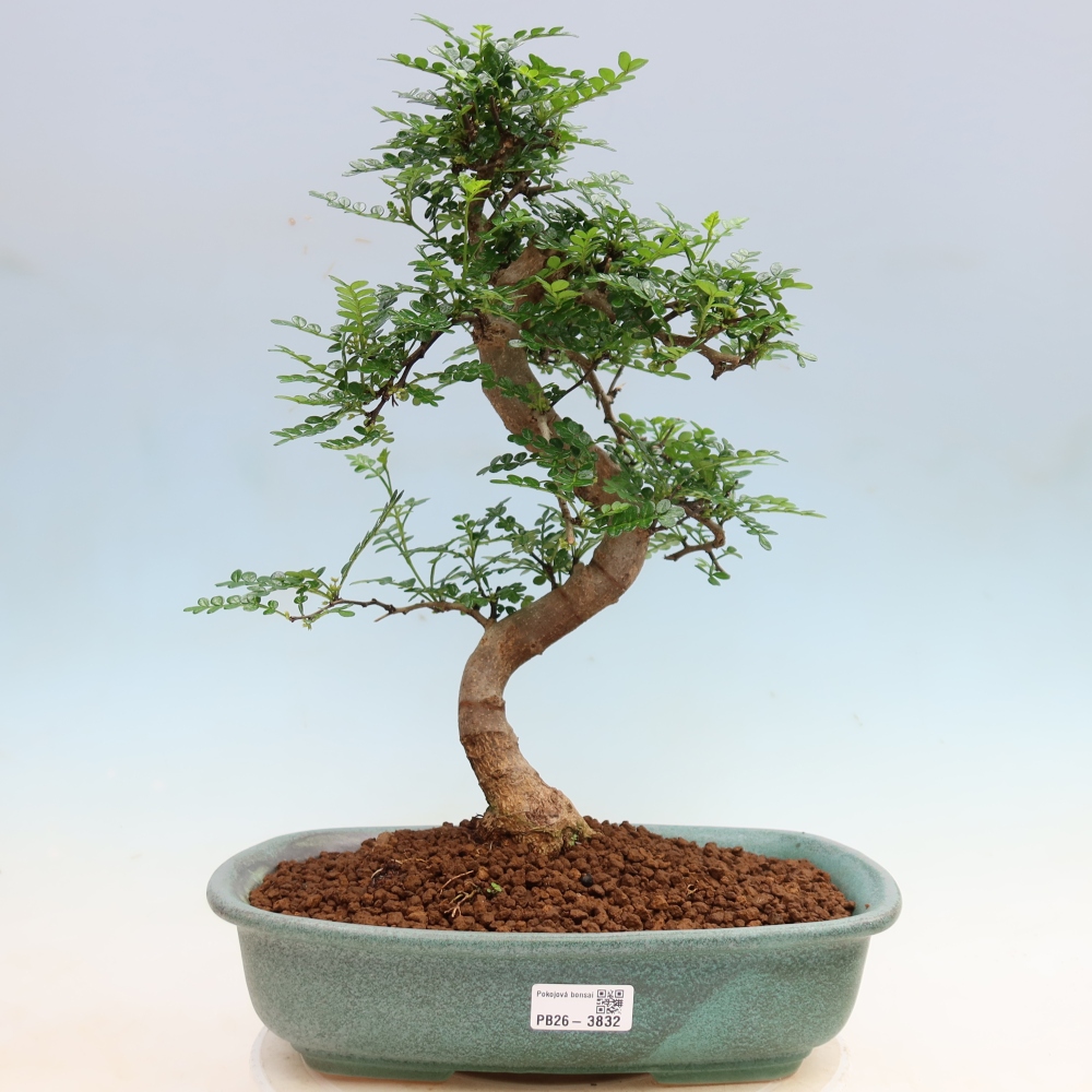 Pokojová bonsai - Zantoxylum piperitum - Pepřovník