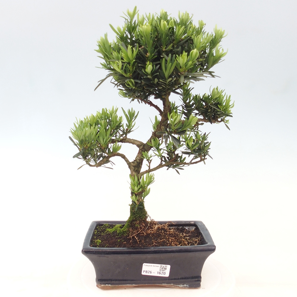 Pokojová bonsai - Podocarpus - Kamenný tis