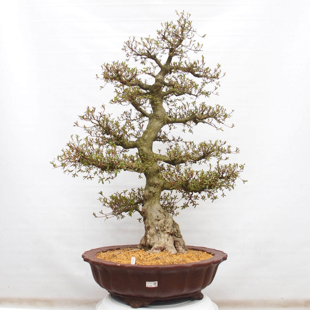 Venkovní bonsai - Japonská azalka - Azalea Kinu-no-Hikari