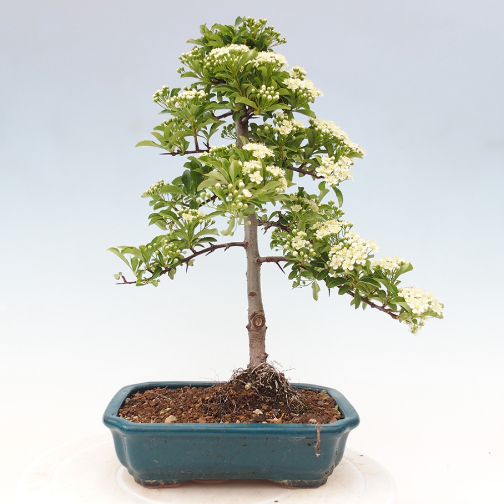 Venkovní bonsai-Pyracanta Teton -Hlohyně