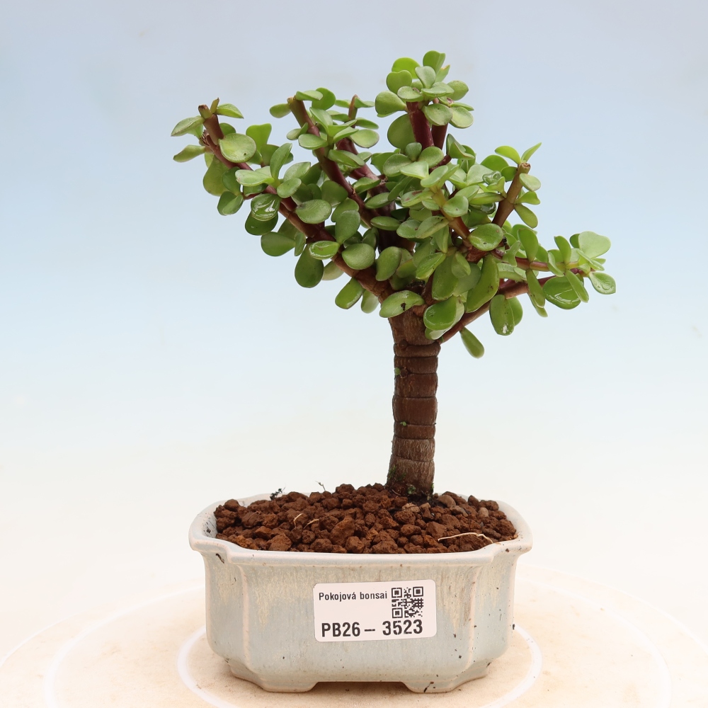 Pokojová bonsai - Portulakaria Afra - Tlustice