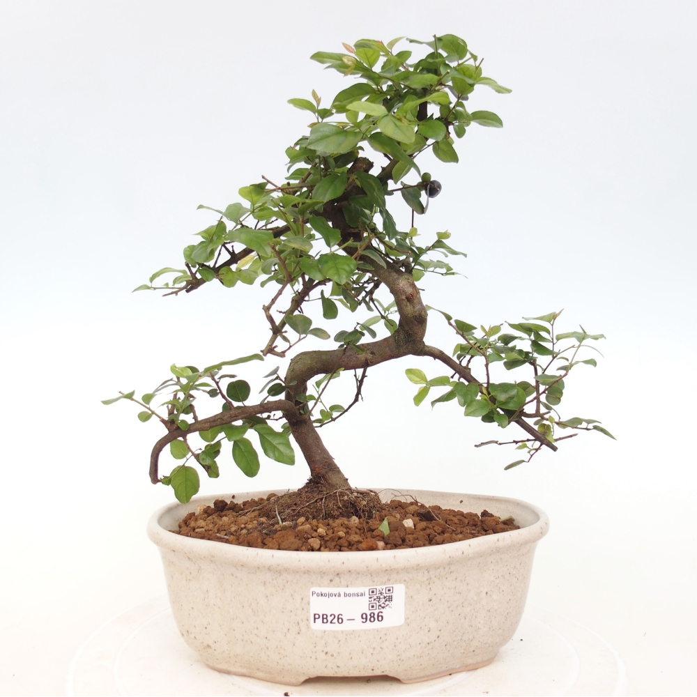 Pokojová bonsai - Sagerécie thea - Sagerécie thea