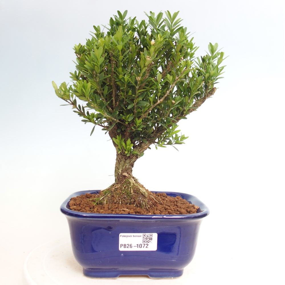 Pokojová bonsai - Buxus harlandii - korkový buxus