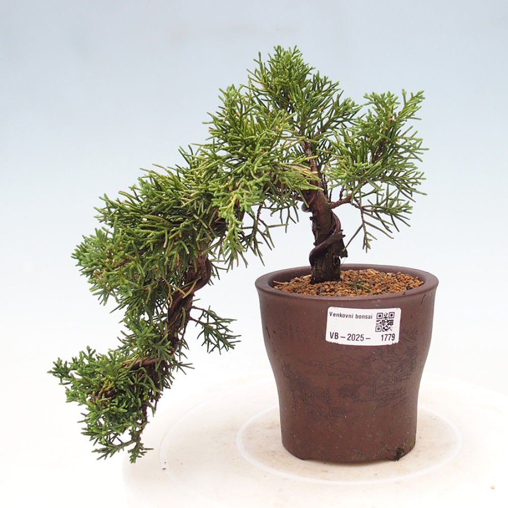Venkovní bonsai - Juniperus chinensis Kishu -Jalovec čínský