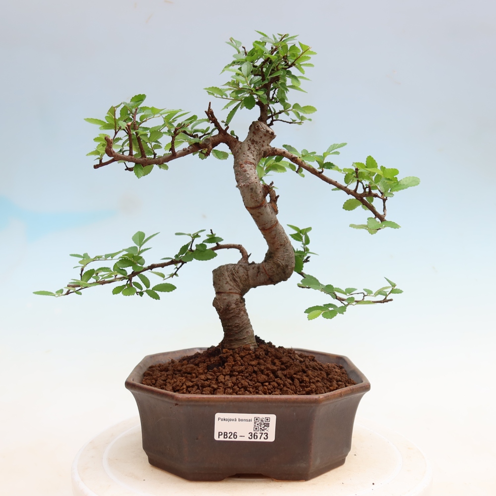 Pokojová bonsai - Ulmus parvifolia - Malolistý jilm
