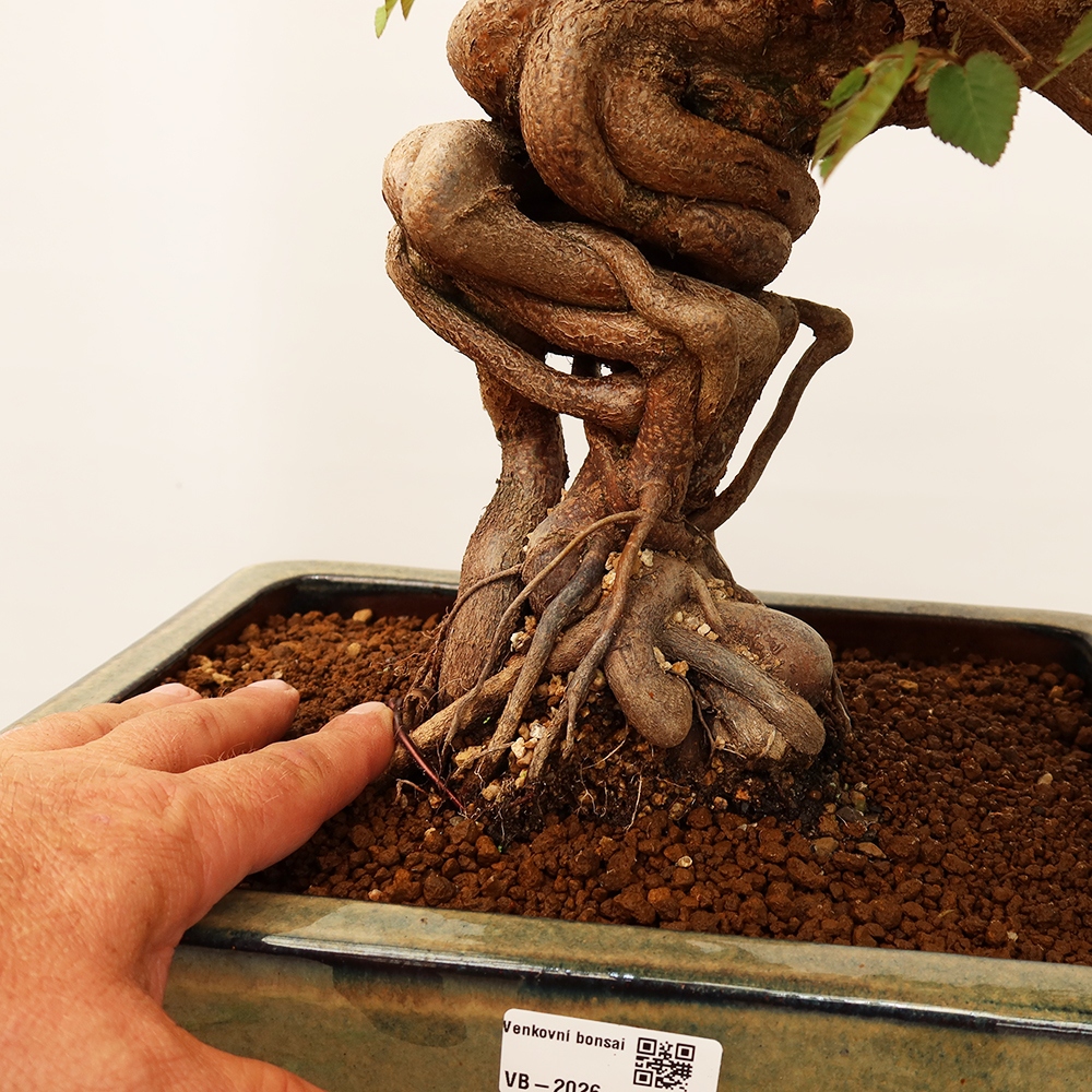 Venkovní bonsai -Carpinus Coreana - Habr korejský