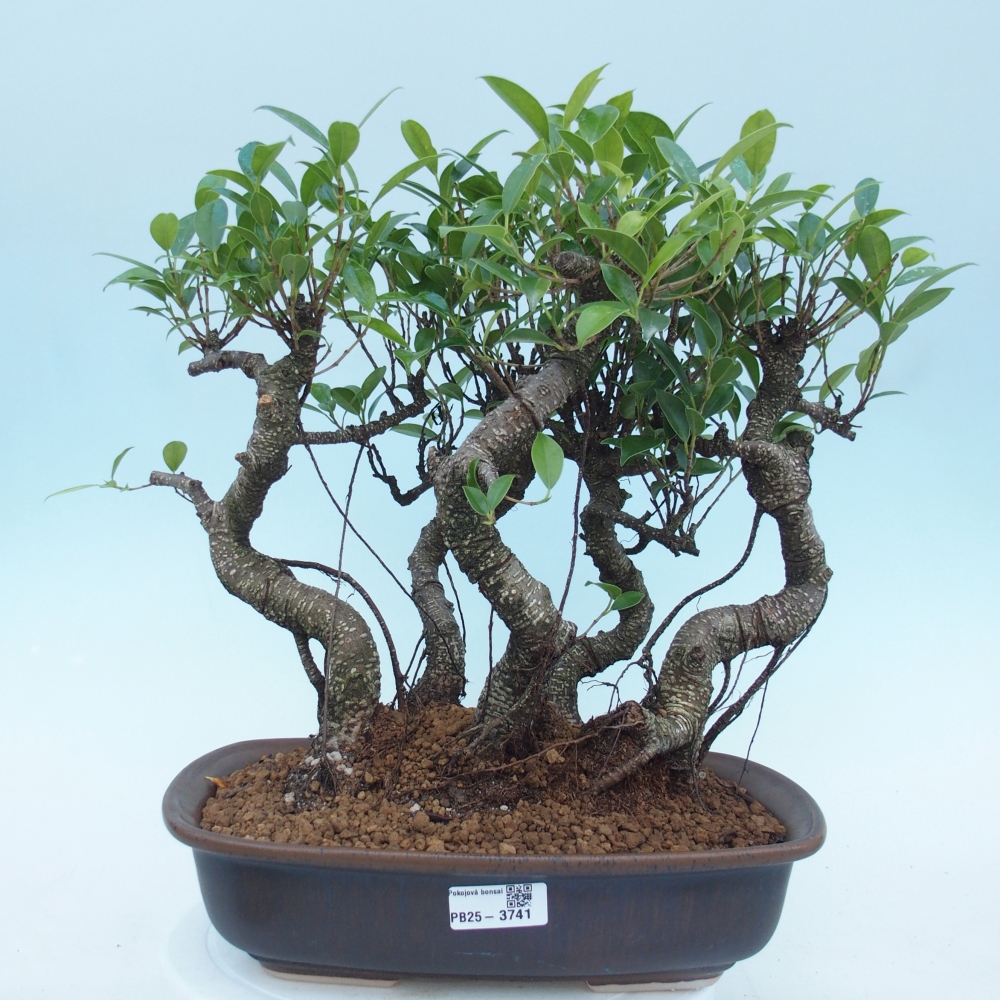 Pokojová bonsai - Ficus kimmen -  malolistý fíkus