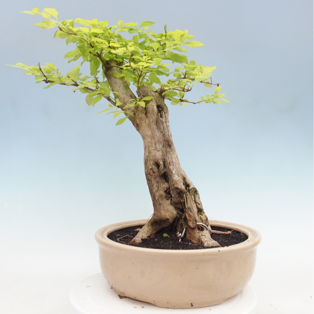 Pokojová bonsai - Duranta erecta Aurea