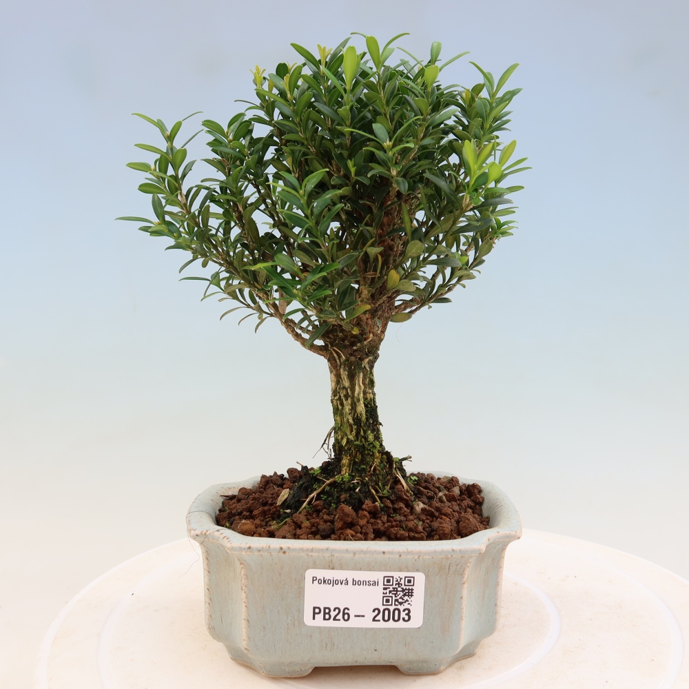 Pokojová bonsai - Buxus harlandii -korkový buxus