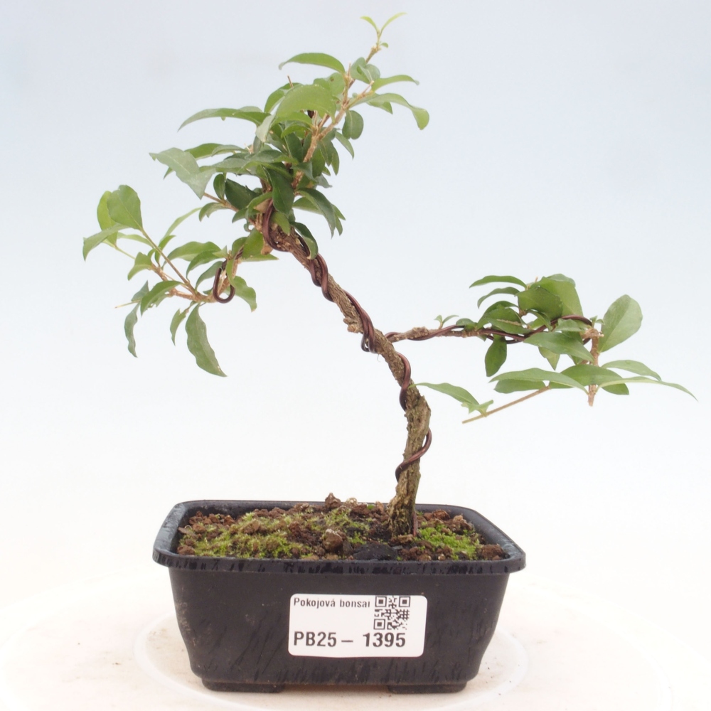 Pokojová bonsai - Malpighia coccigera- Barbdorská třešeň