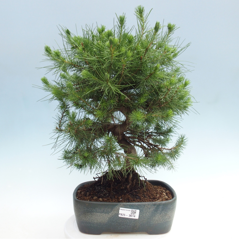 Pokojová bonsai-Pinus halepensis-Borovice alepská