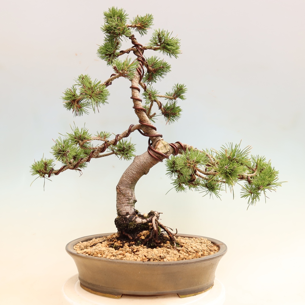 Venkovní bonsai - Pinus mugo Humpy  - Borovice kleč