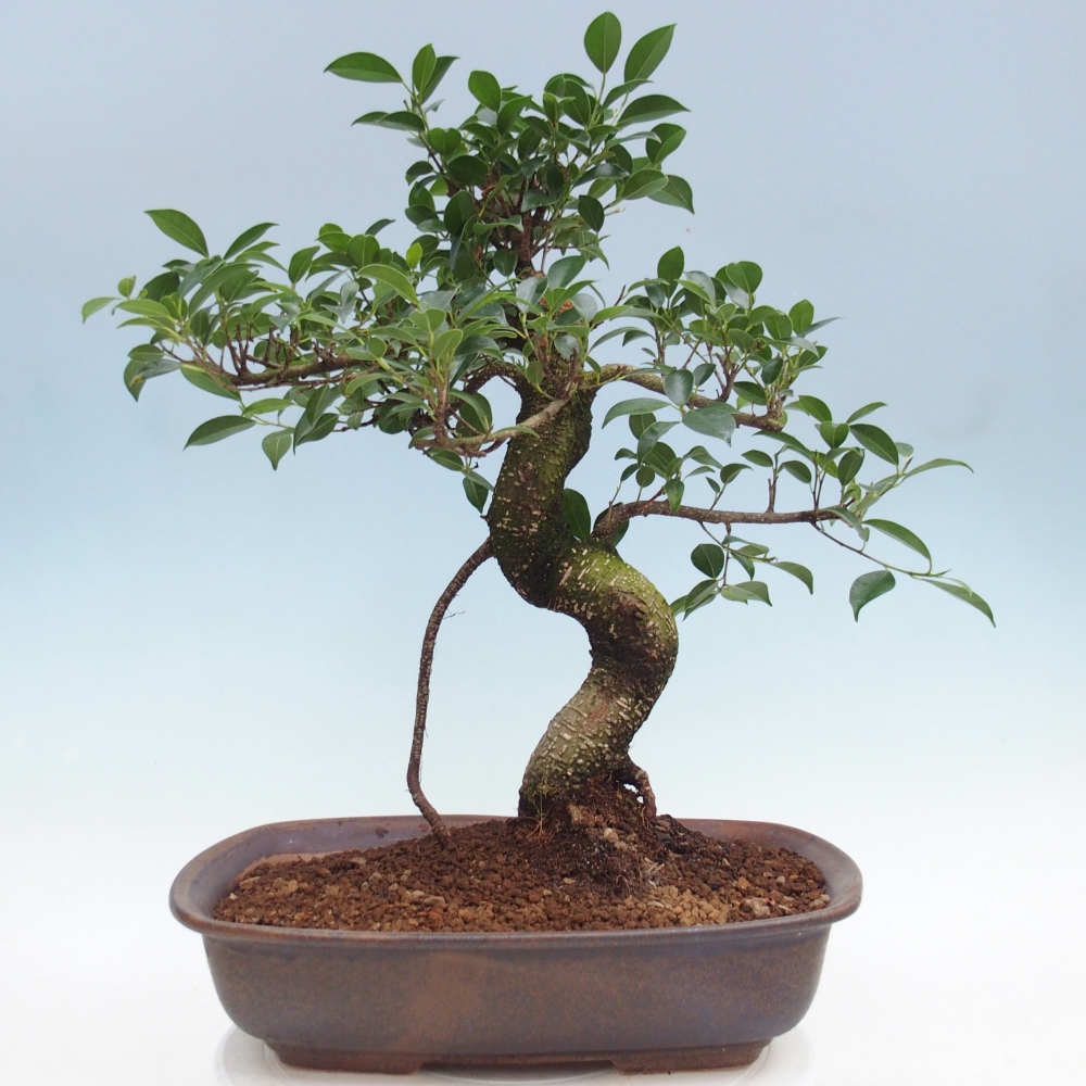 Pokojová bonsai - Ficus retusa -  malolistý fíkus