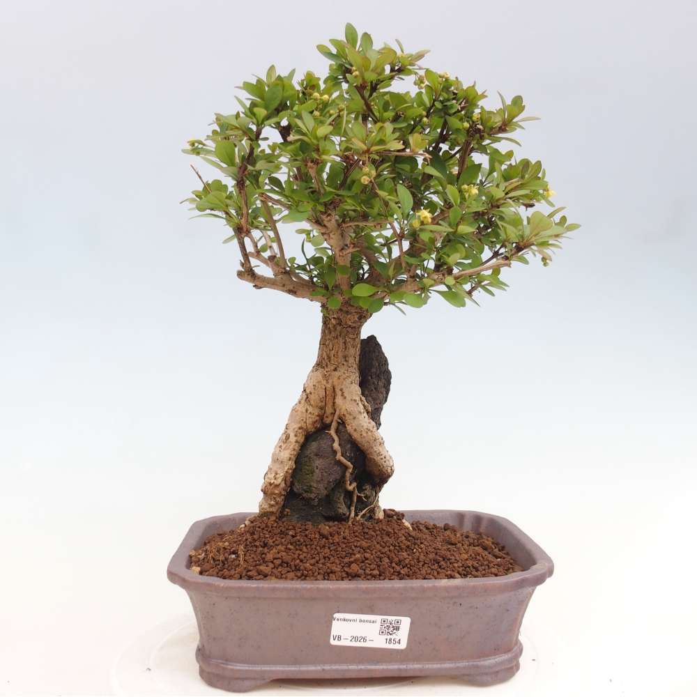 Venkovní bonsai - Berberis coreana - Dřištál korejský