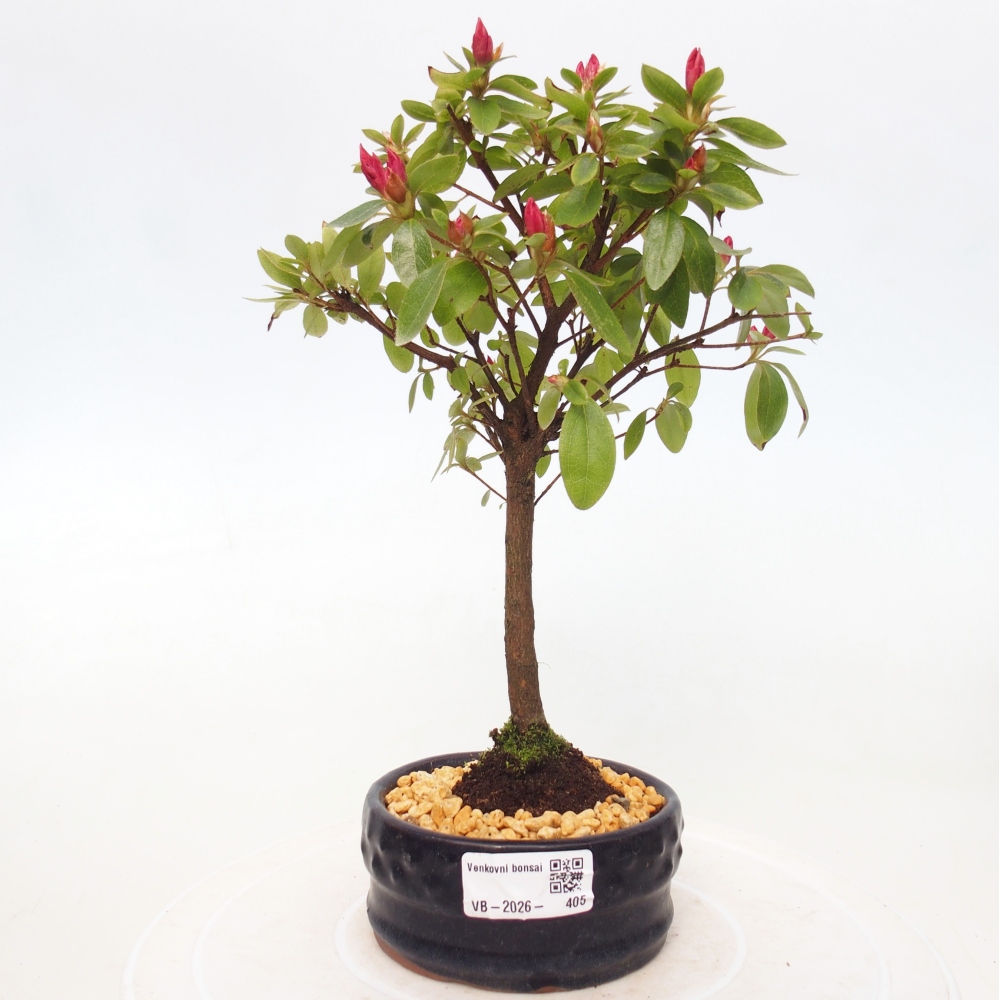 Venkovní bonsai - Japonská azalka - Azalea sp.