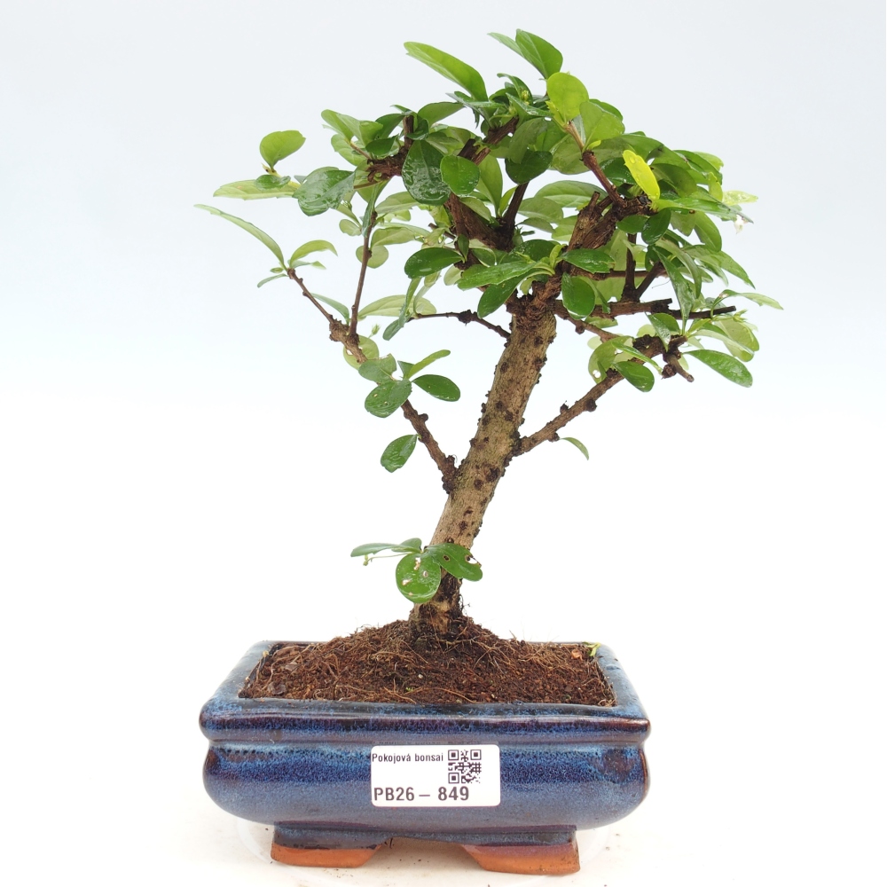 Pokojová bonsai - Carmona macrophylla - Čaj fuki