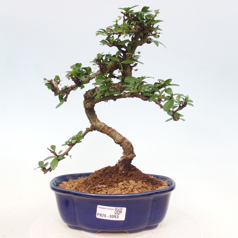 Pokojová bonsai - Carmona macrophylla - Čaj fuki