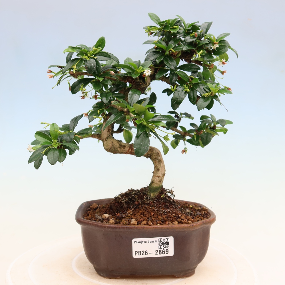 Pokojová bonsai - Carmona macrophylla - Čaj fuki