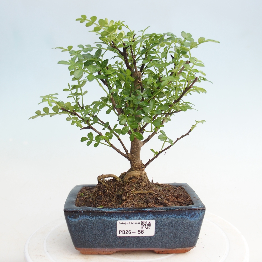 Pokojová bonsai - Zantoxylum piperitum - pepřovník