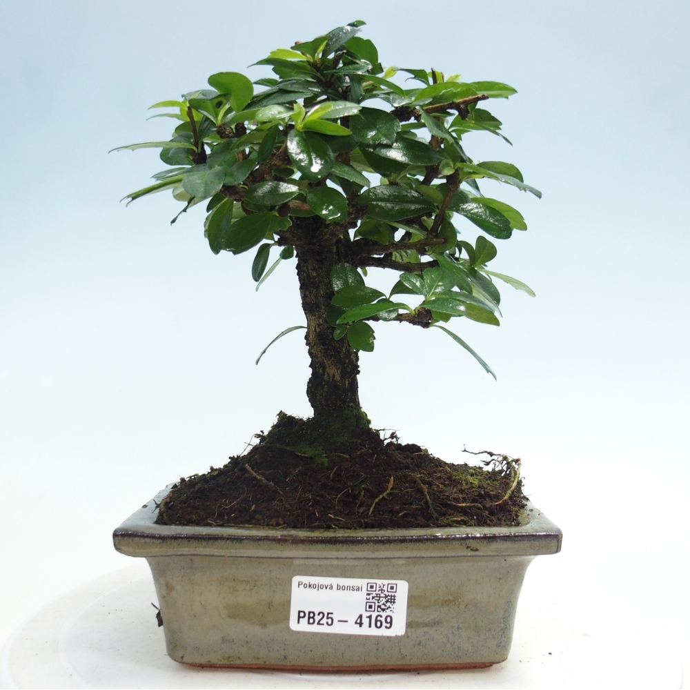 Pokojová bonsai - Carmona macrophylla - Čaj fuki
