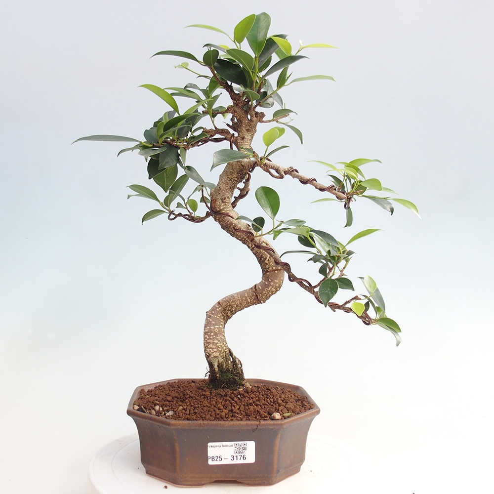 Pokojová bonsai - Ficus retusa -  malolistý fíkus
