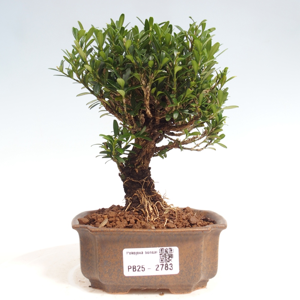 Pokojová bonsai - Buxus harlandii -korkový buxus