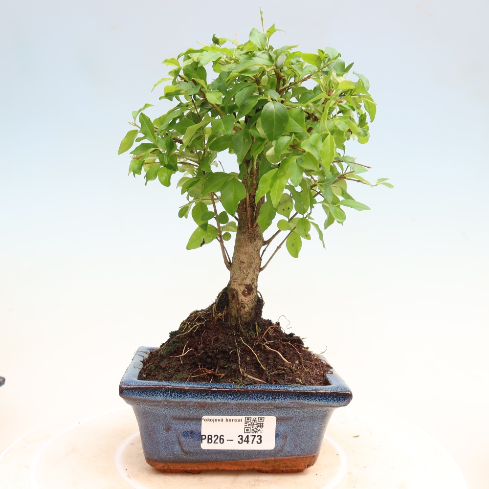 Pokojová bonsai -Ligustrum chinensis - Ptačí zob