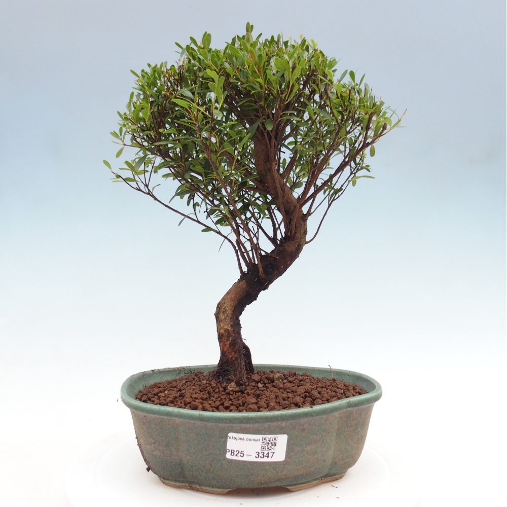 Pokojová bonsai - Syzygium - Pimentovník