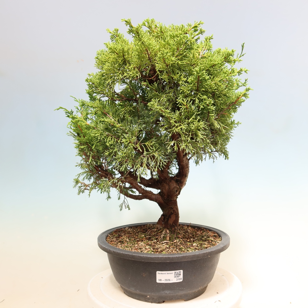 Venkovní bonsai - Juniperus chinensis Itoigawa-Jalovec čínský
