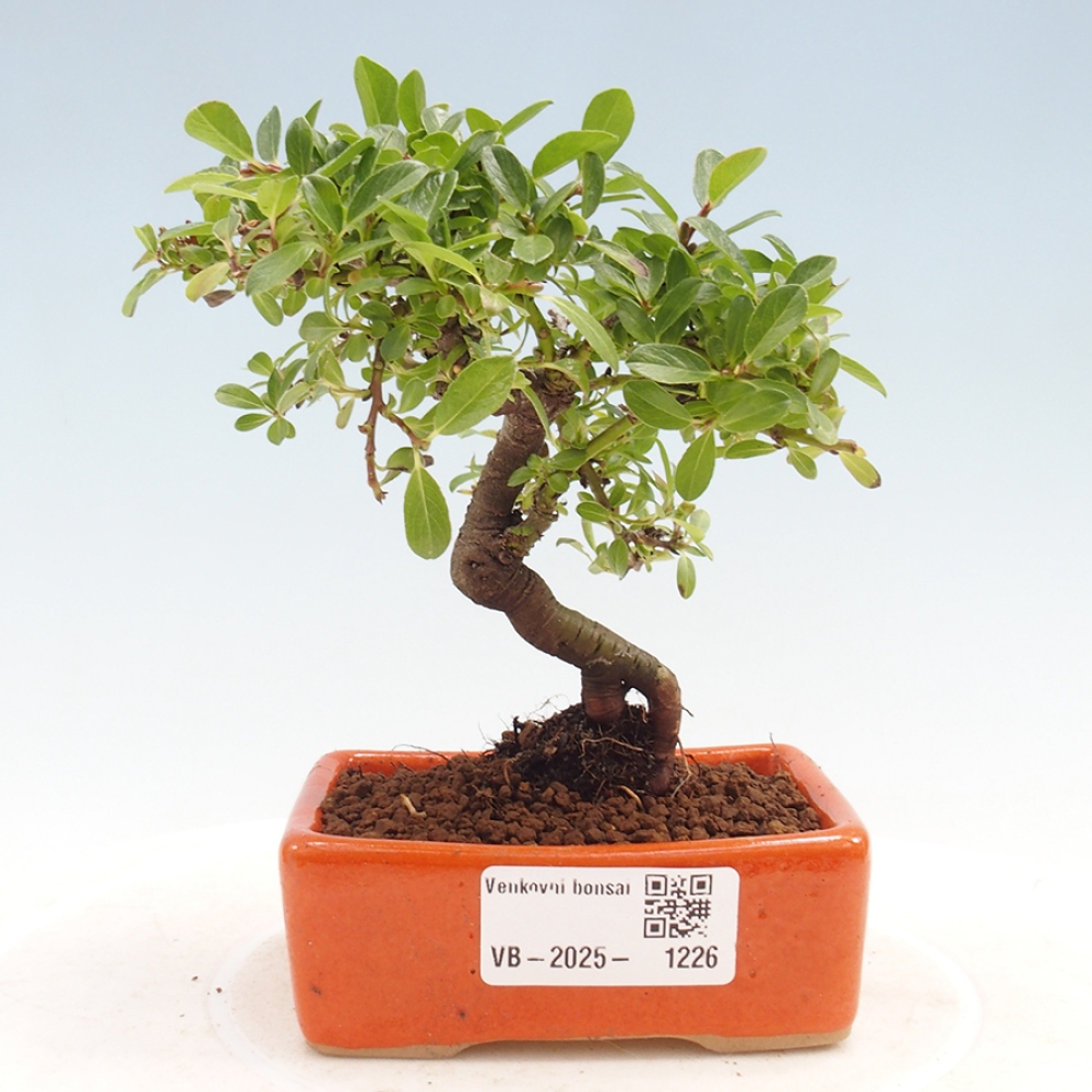 Venkovní bonsai - Salix - Vrba