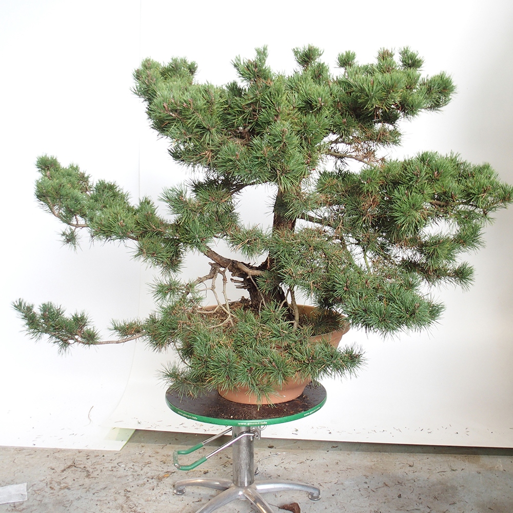 Yamadori - Pinus sylvestris - Borovice lesní - Španělsko