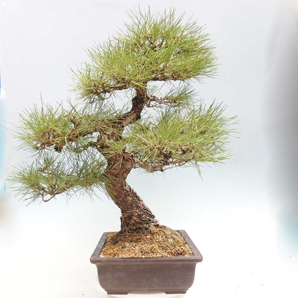 Venkovní bonsai - Pinus thunbergii - Borovice thunbergova
