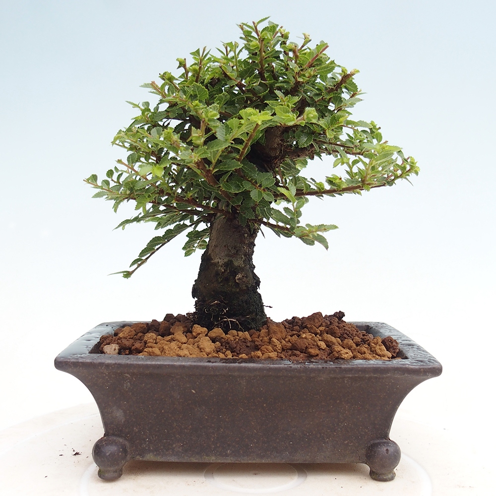 Venkovní bonsai - Ulmus parvifolia Hokkaido - jilm Čínský