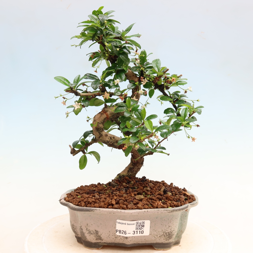 Pokojová bonsai - Carmona macrophylla - Čaj fuki