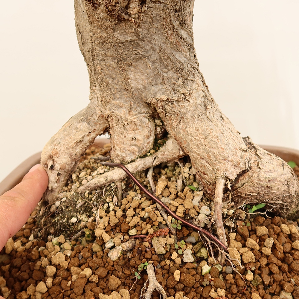 Venkovní bonsai -Carpinus Coreana - Habr korejský