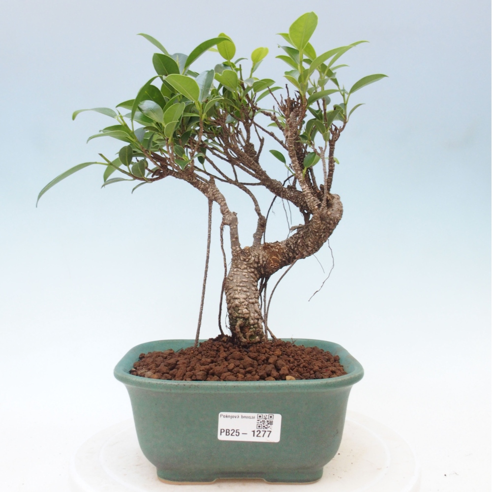 Pokojová bonsai - Ficus retusa -  malolistý fíkus