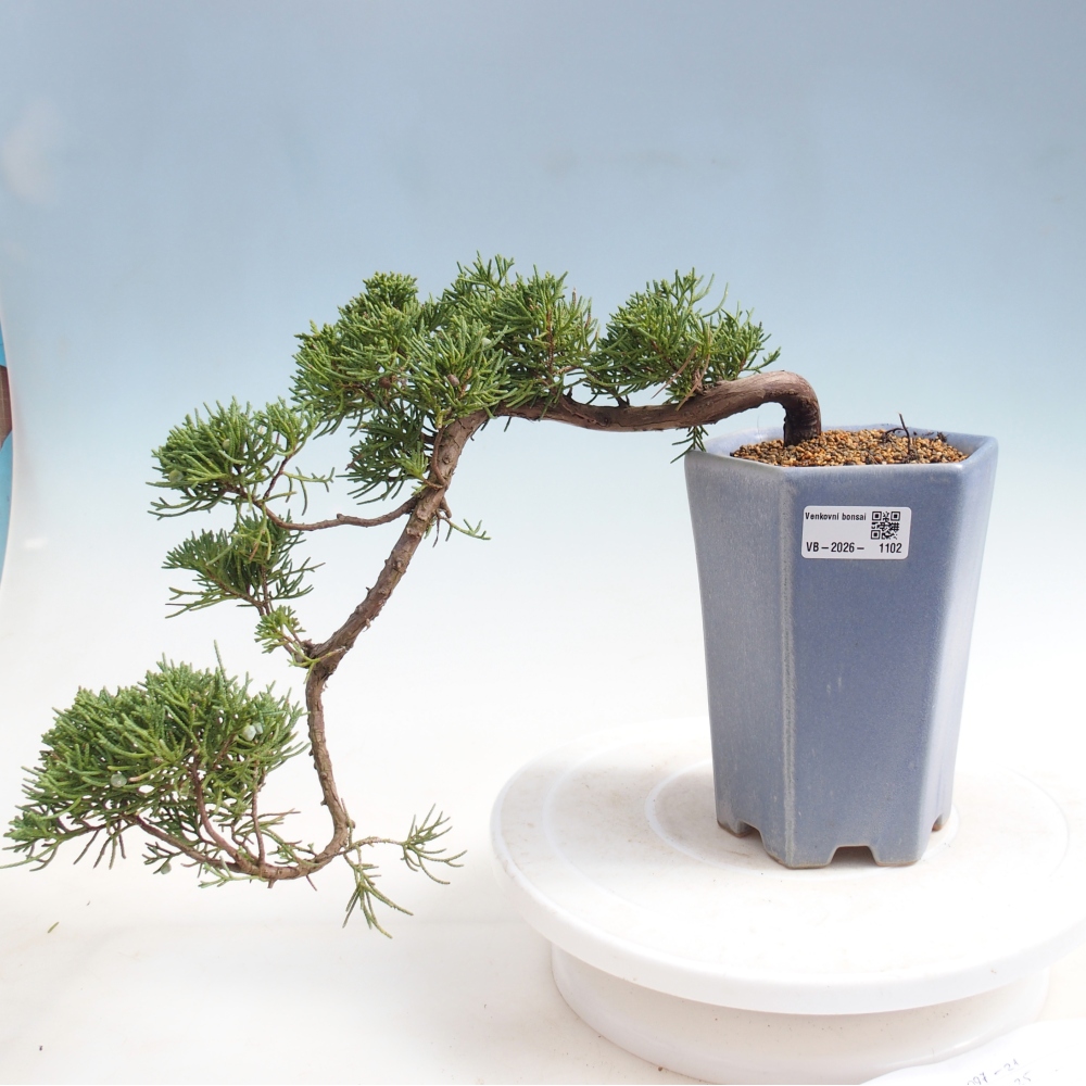 Venkovní bonsai - Juniperus chinensis Kishu -Jalovec čínský