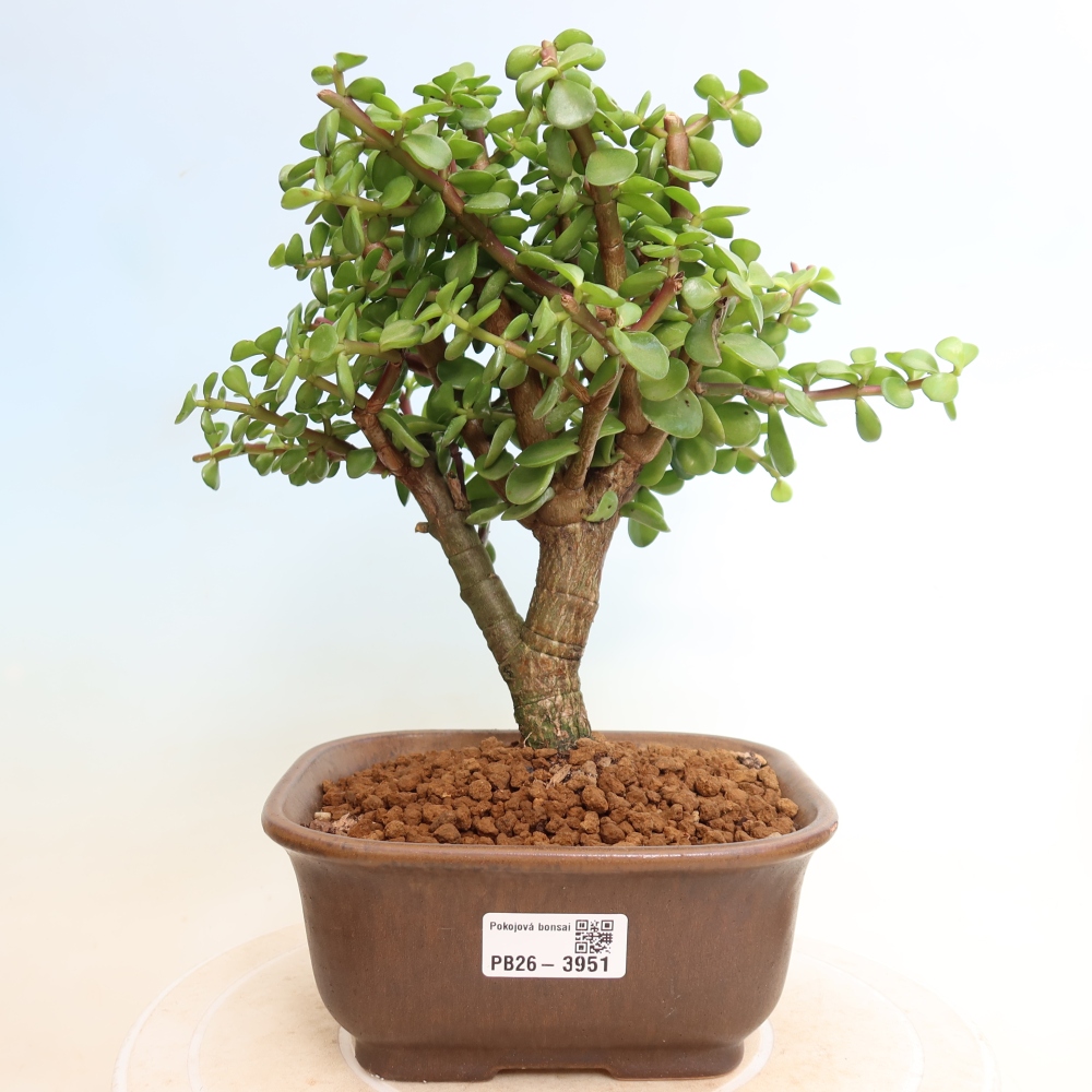 Pokojová bonsai - Portulakaria Afra - Tlustice