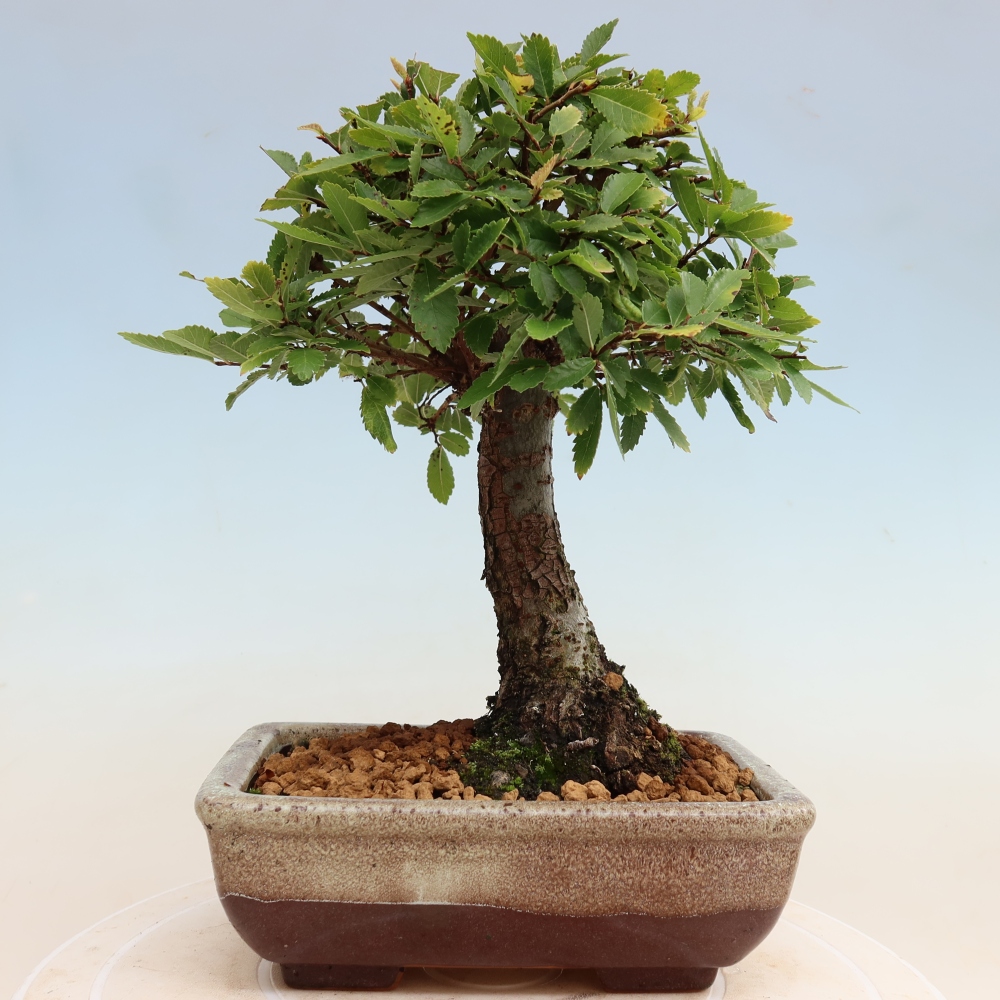Venkovní bonsai - Zelkova - Zelkova NIRE