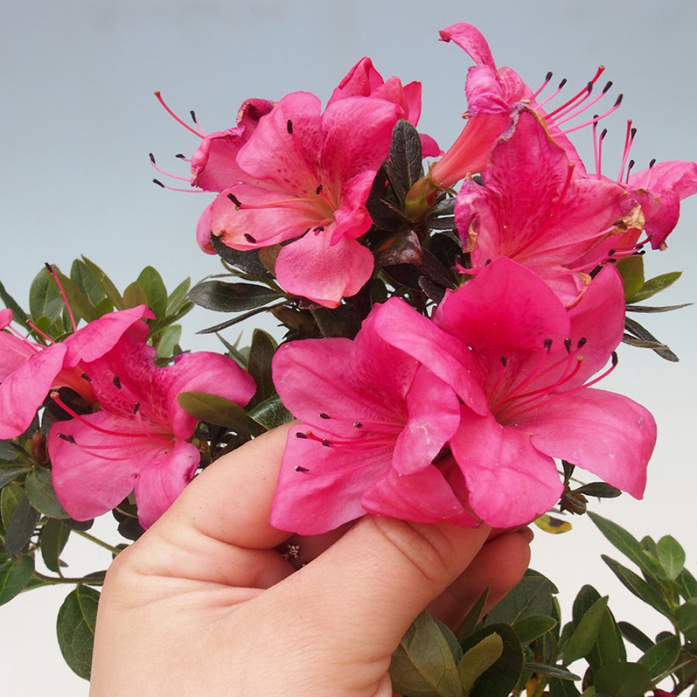Venkovní bonsai - Japonská azalka - Azalea sp.