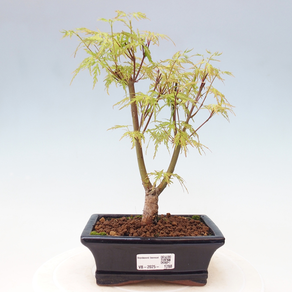 Venkovní bonsai - Acer palmatum Dissectum - Javor dlanitolistý 