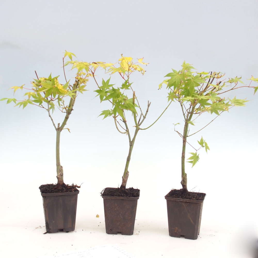 Venkovní bonsai -Javor dlanitolistý zlatý - Acer palmatum Aureum v kontejneru