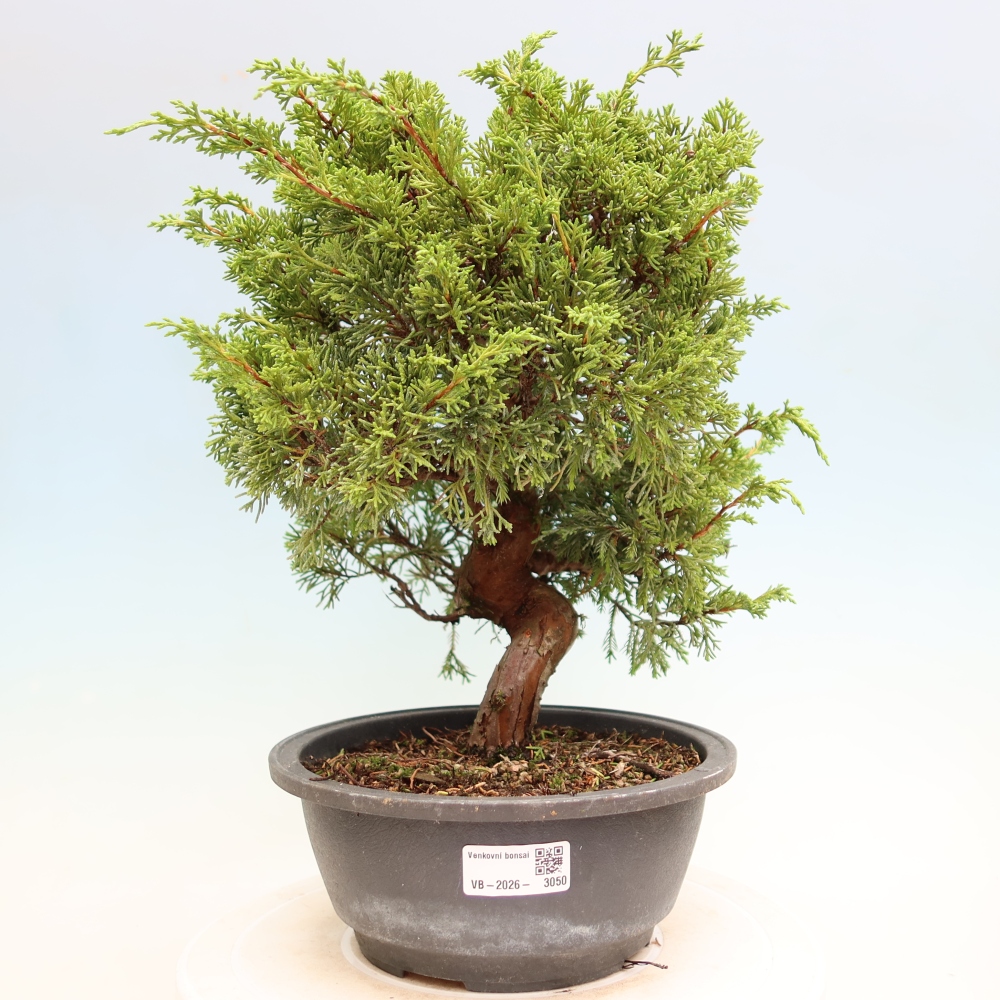 Venkovní bonsai - Juniperus chinensis Itoigawa-Jalovec čínský