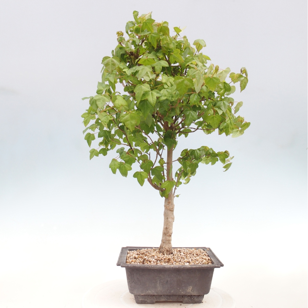 Venkovní bonsai - Acer Buergerianum - Javor Burgerův