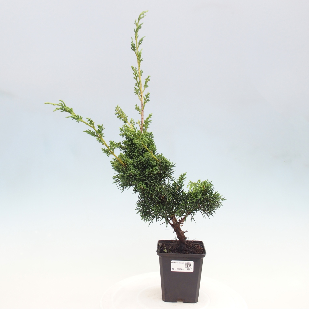 Venkovní bonsai - Juniperus chinensis Kishu -Jalovec čínský
