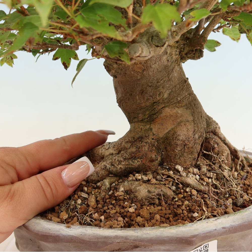 Venkovní bonsai - Javor Burgerův - Acer Burgerianum 