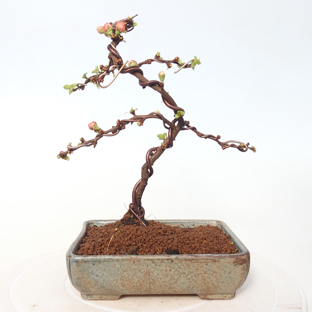 Venkovní bonsai - Chaneomeles s. Red Joy - Kdoulovec 